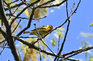 012 Warbler, Cape May, 2023-05109677 Mount Auburn Cemetery, MA